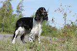 SPRINGER SPANIEL 013